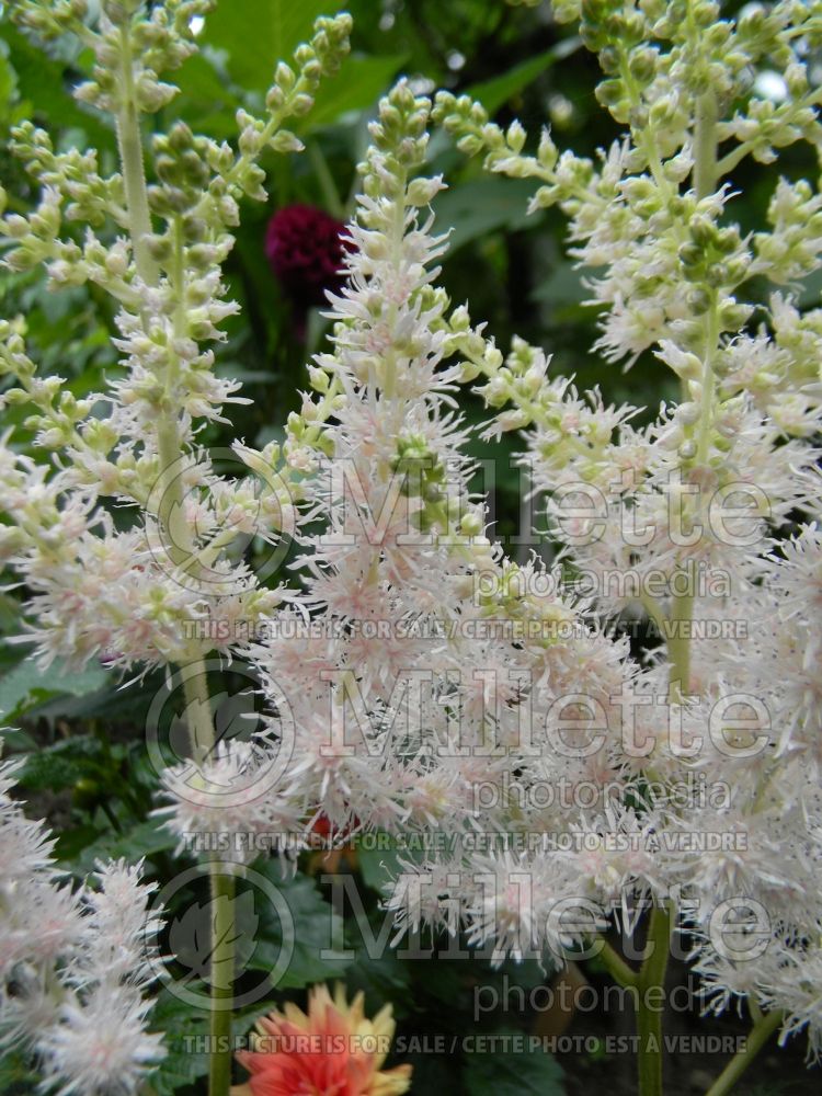 Astilbe Milk and Honey (Astilbe) 3