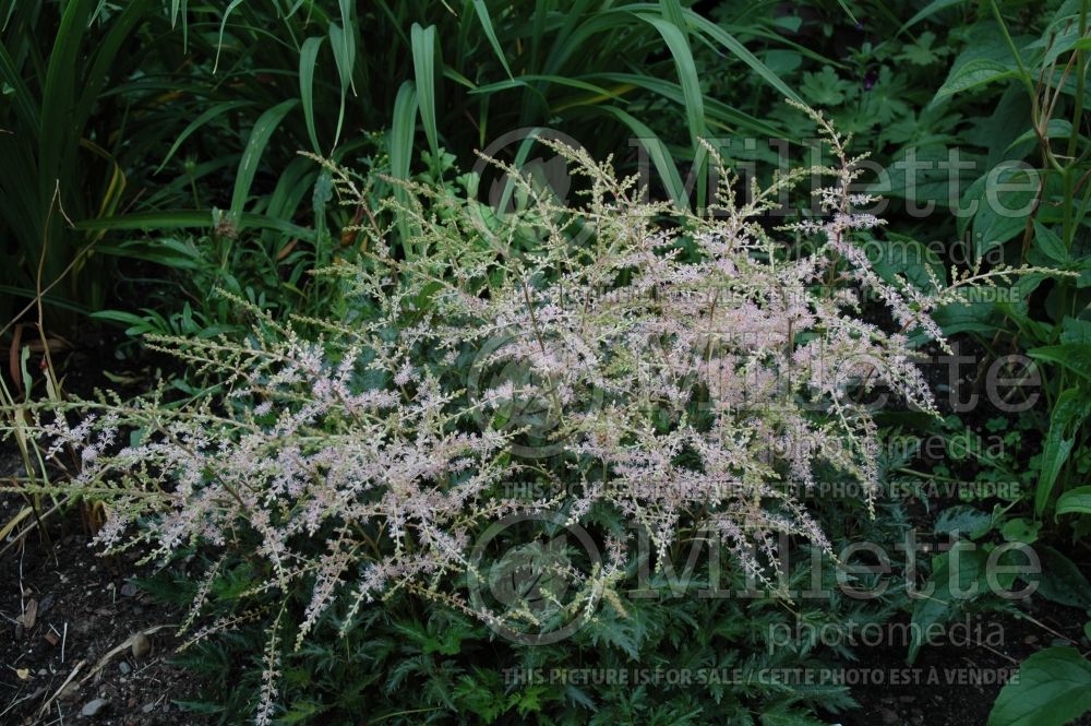 Astilbe Sprite (Astilbe) 1