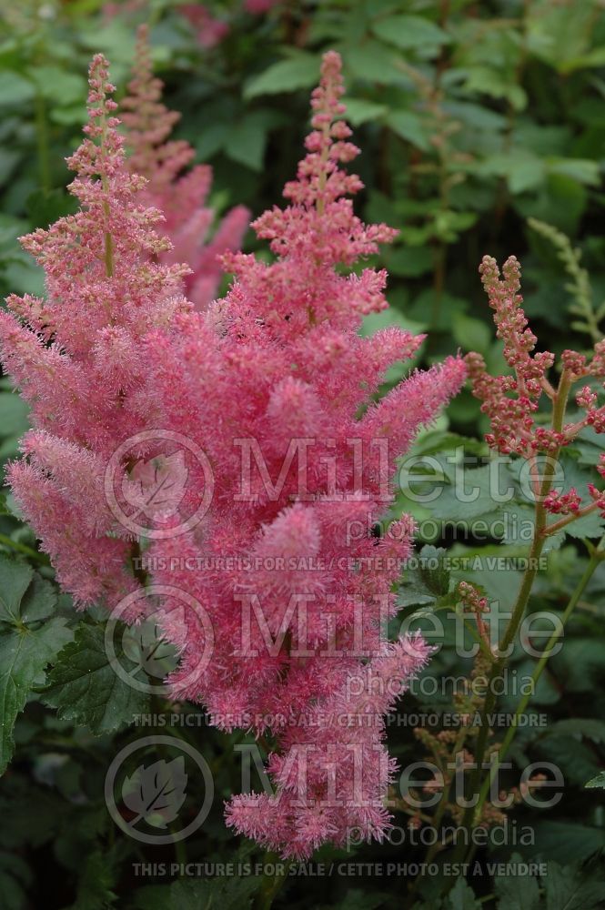 Astilbe Stand and Deliver (Astilbe) 1