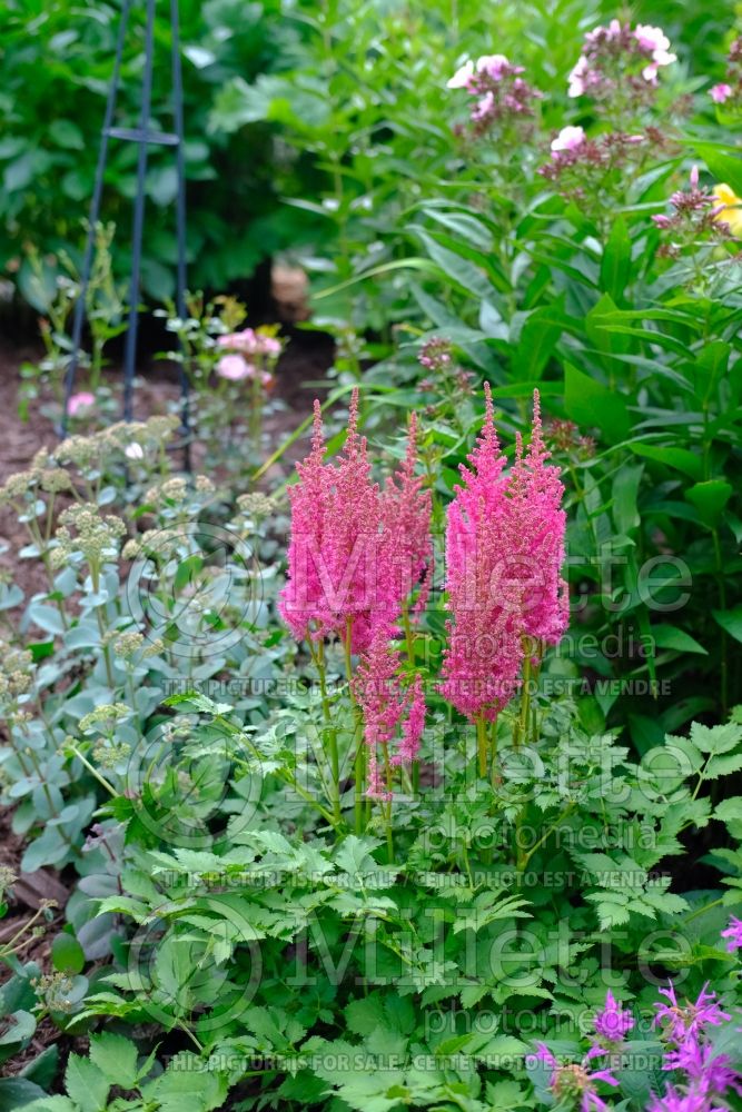 Astilbe Surprise Party (astilbe) 1