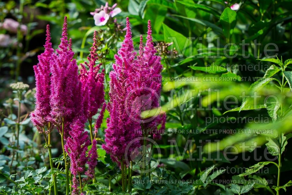 Astilbe Surprise Party (astilbe) 2