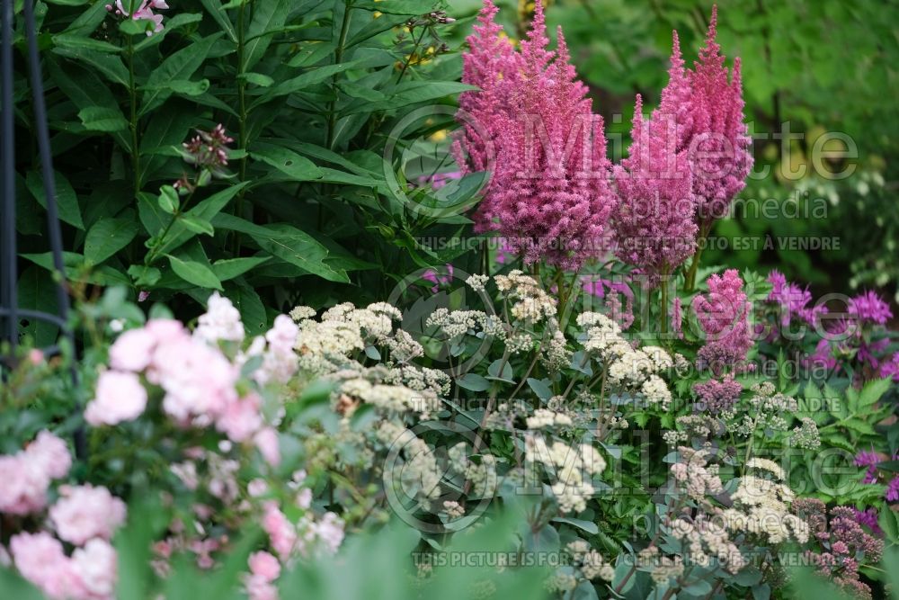 Astilbe Surprise Party (astilbe) 3