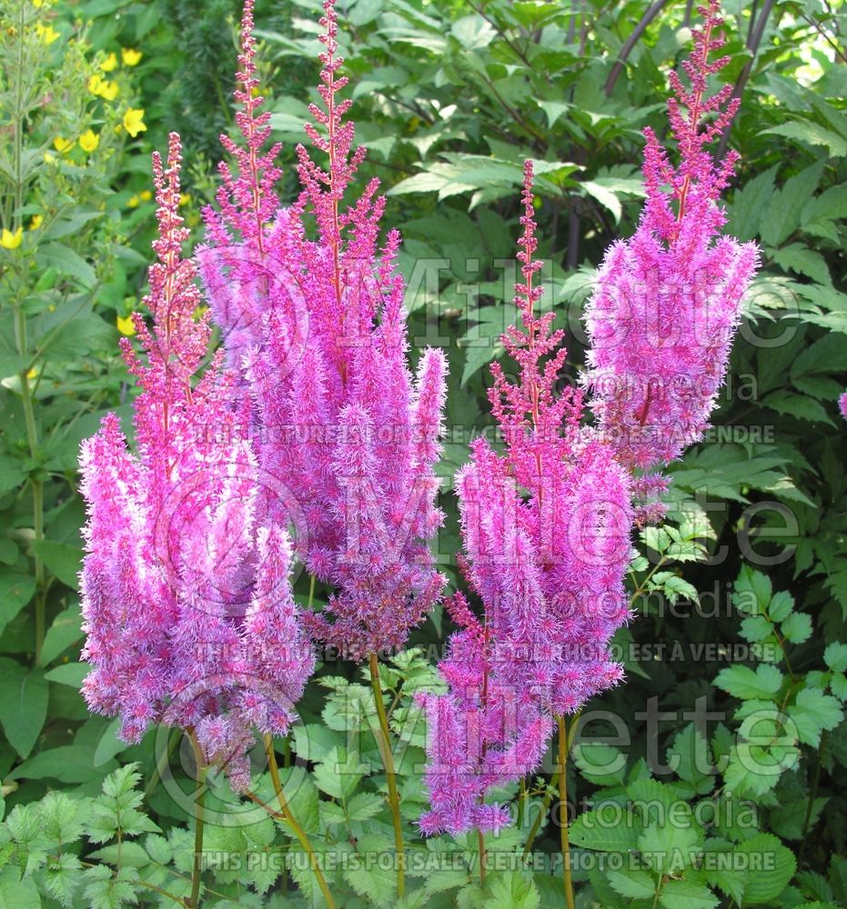 Astilbe Superba (Chinese Astilbe) 4