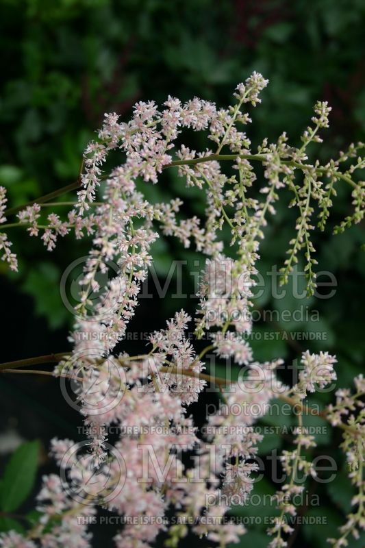 Astilbe Betsy Cuperus (Astilbe) 1 