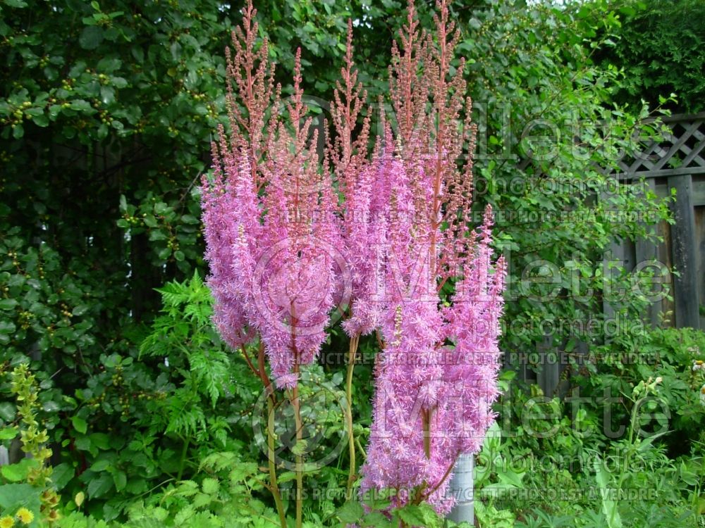 Astilbe var. davidii (Astilbe de Chine) 1 