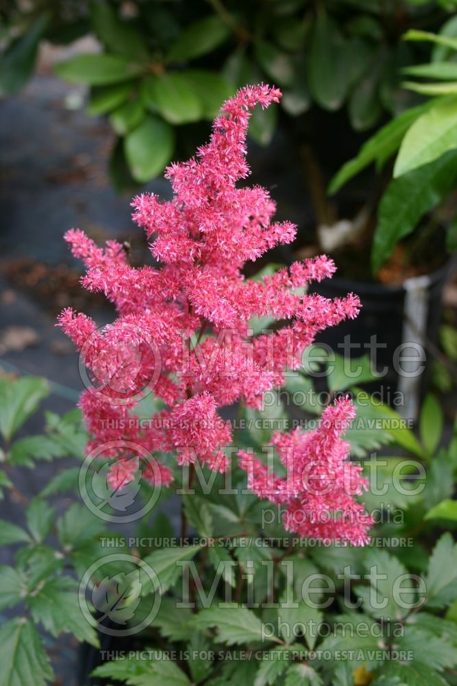 Astilbe Vesuvius (Astilbe) 1