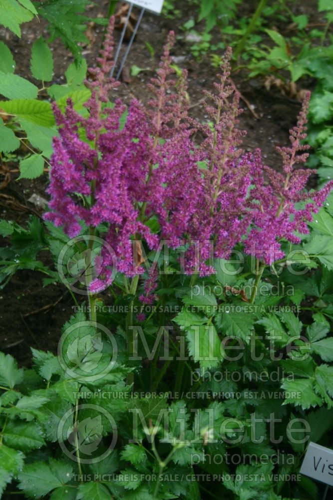 Astilbe Visions (Chinese Astilbe) 2 