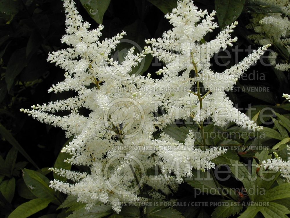 Astilbe Vision in White (Chinese Astilbe) 4 