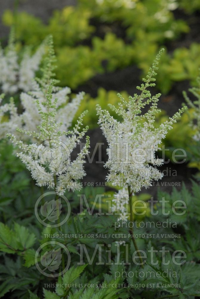 Astilbe Vision in White (Chinese Astilbe) 5 