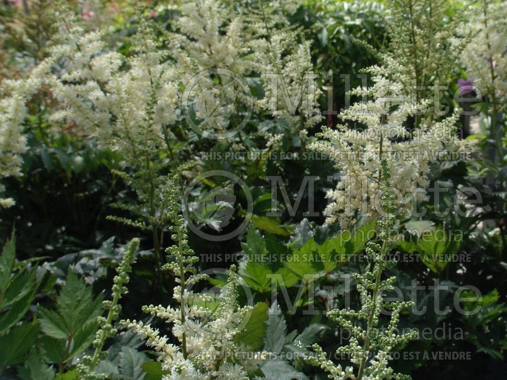 Astilbe Vision in White (Chinese Astilbe) 3 