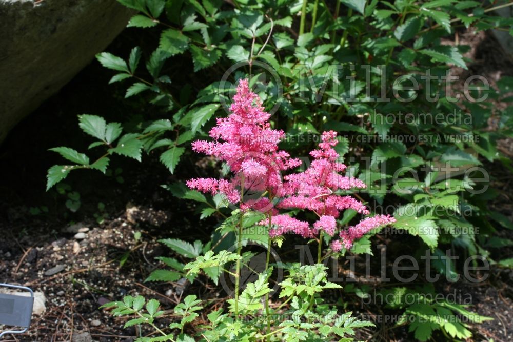 Astilbe Younique Carmine (Astilbe) 11 