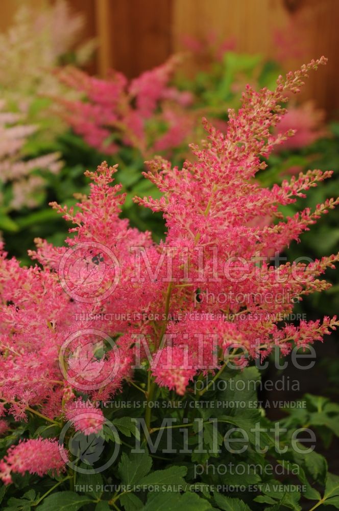 Astilbe Younique Cerise (Astilbe) 1 