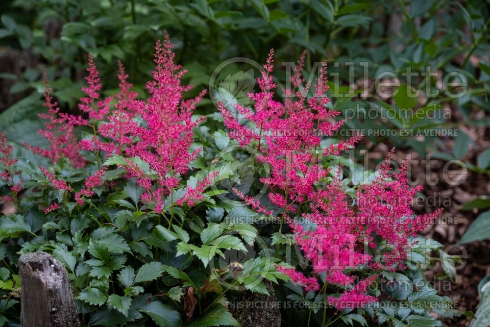 Astilbe Younique Ruby Red (Astilbe) 1