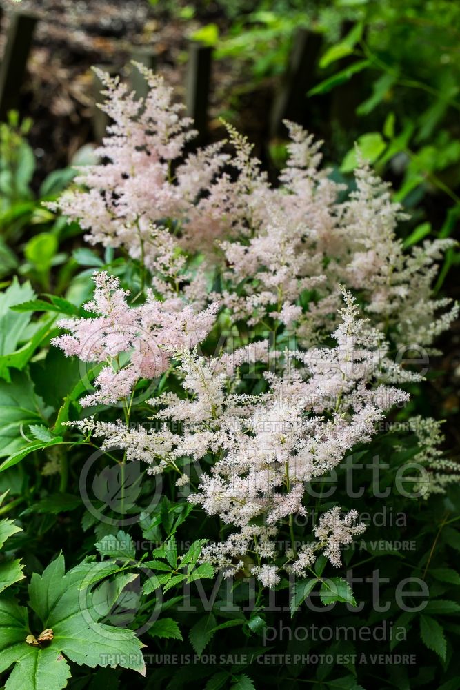 Astilbe Younique Silvery Pink aka Verssilverypink (Astilbe) 6 