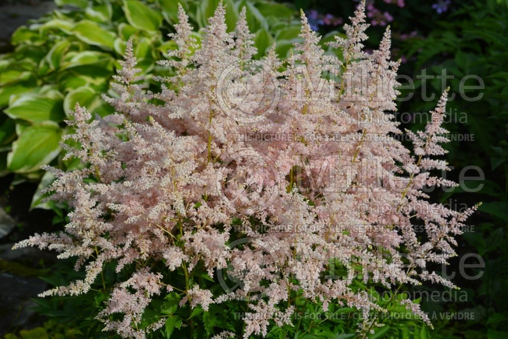 Astilbe Younique Silvery Pink aka Verssilverypink (Astilbe) 9 
