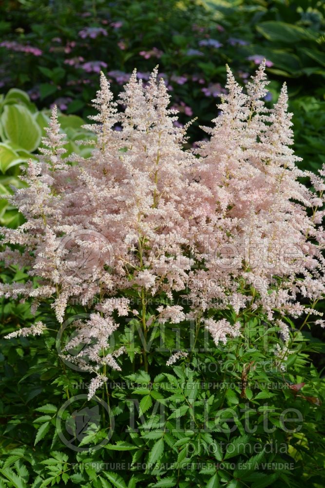 Astilbe Younique Silvery Pink aka Verssilverypink (Astilbe) 10 