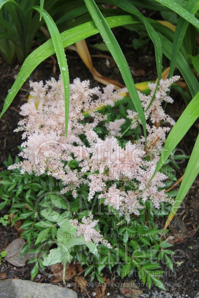 Astilbe Younique Silvery Pink aka Verssilverypink (Astilbe) 8 