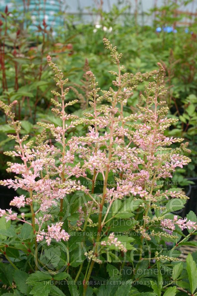 Astilbe Younique Silvery Pink aka Verssilverypink (Astilbe) 2 