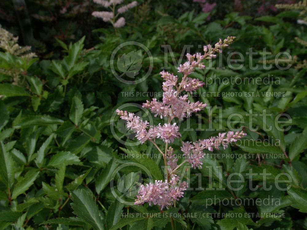 Astilbe Younique Silvery Pink aka Verssilverypink (Astilbe) 3 