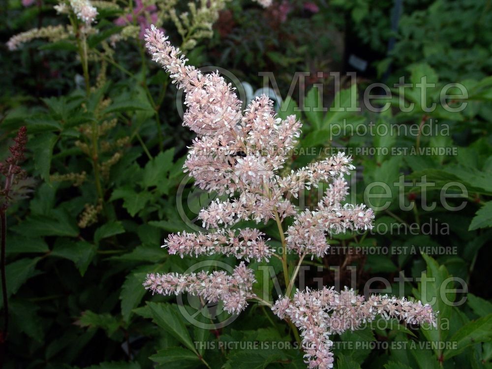 Astilbe Younique Silvery Pink aka Verssilverypink (Astilbe) 4 