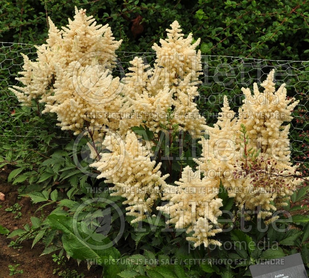 Astilbe Younique White or Verswhite (Astilbe) 1 