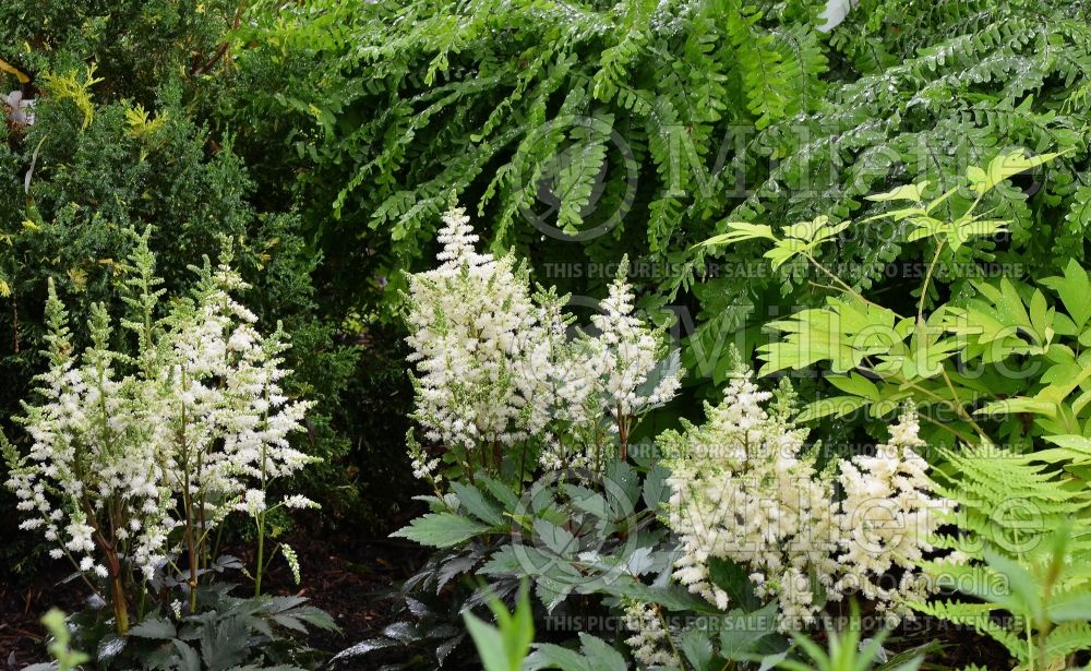 Astilbe Younique White ou Verswhite (Astilbe) 3 