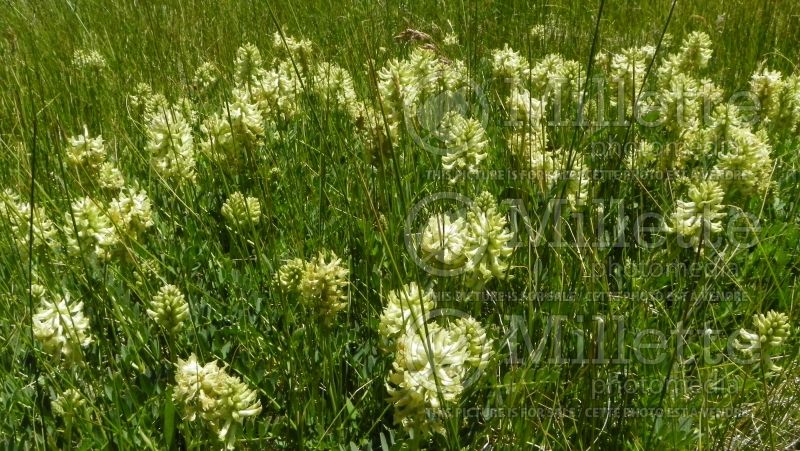 Astragalus canadensis (Canada Milk Vetch) 7