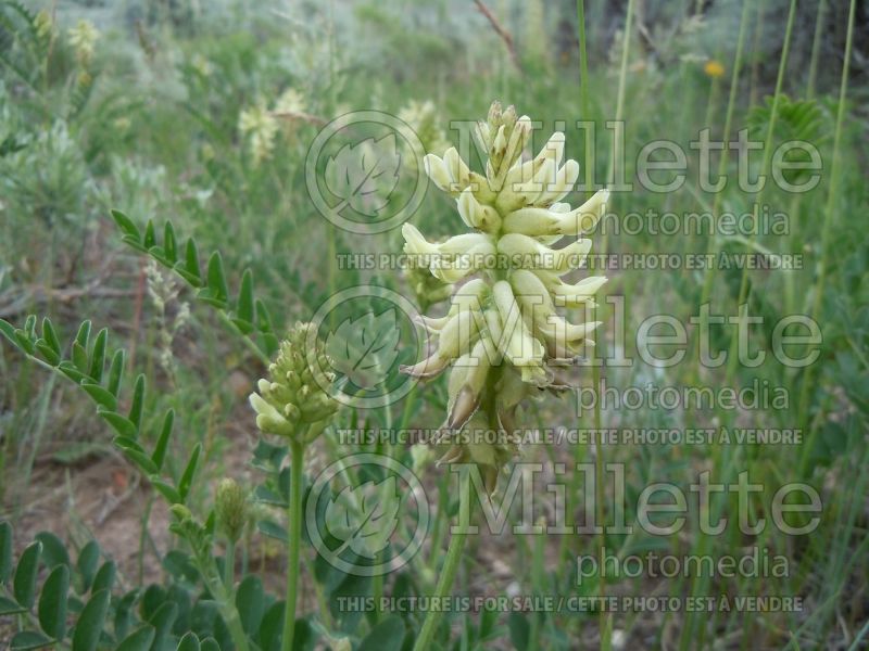 Astragalus canadensis (Canada Milk Vetch) 4