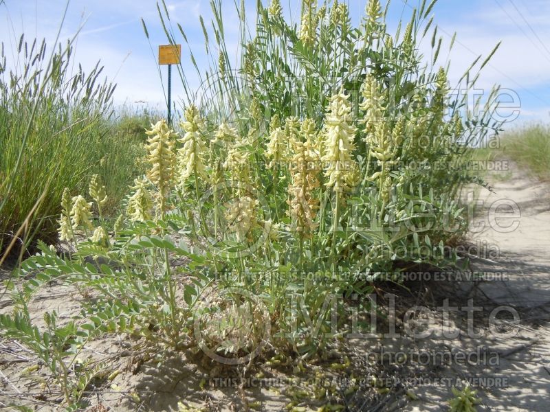 Astragalus canadensis (Canada Milk Vetch) 6