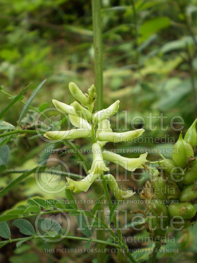 Astragalus canadensis (Canada Milk Vetch) 3