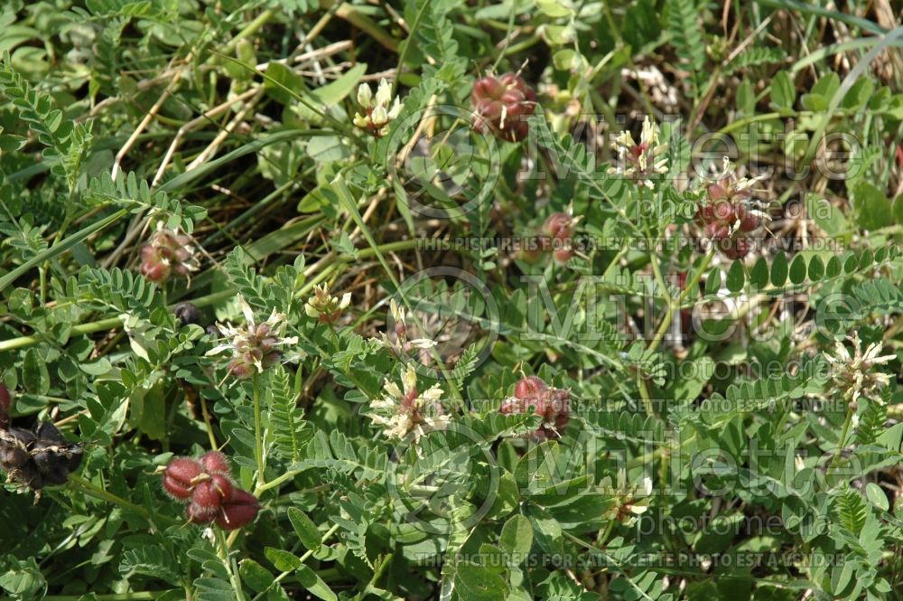 Astragalus canadensis (Canada Milk Vetch) 2