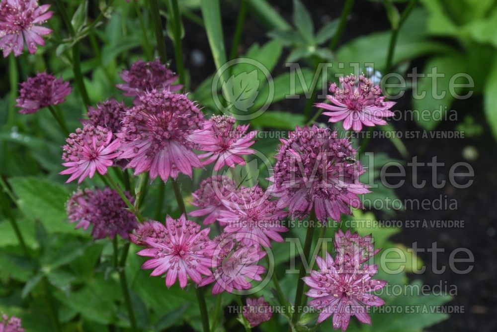 Astrantia Red Joyce (Masterwort) 1