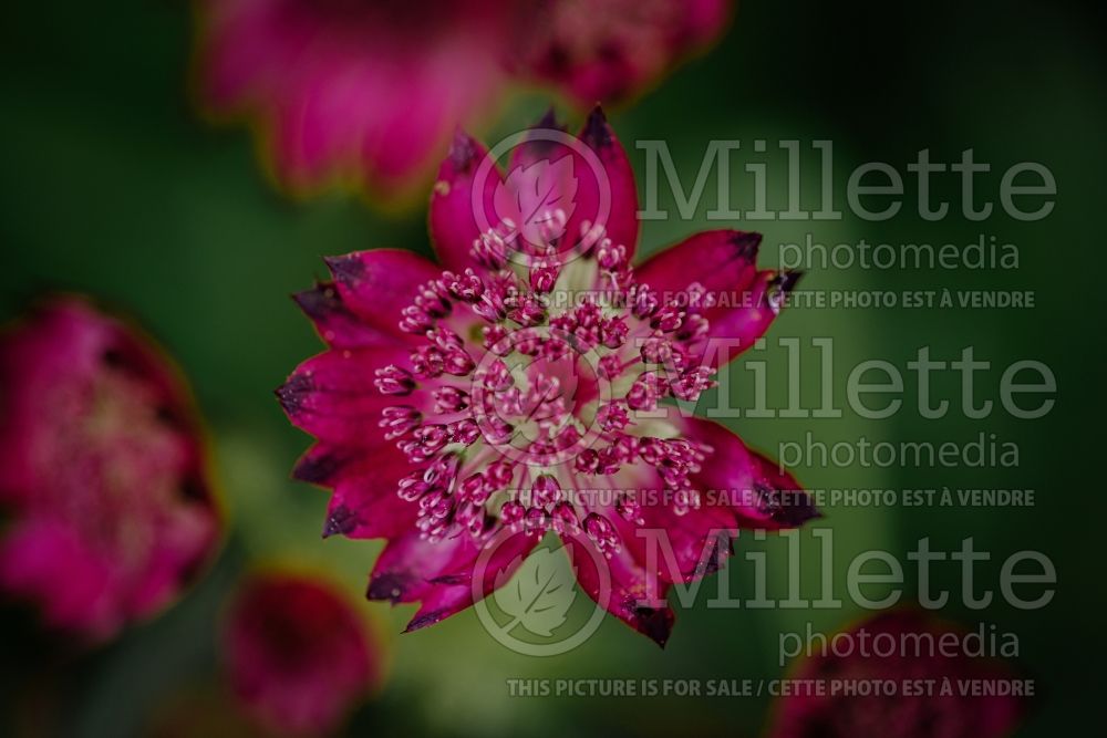 Astrantia Ruby Wedding (Masterwort) 5