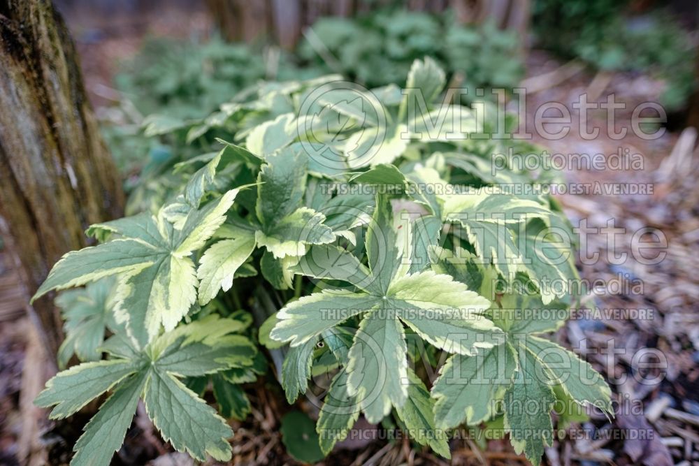 Astrantia Sunningdale Variegated (Masterwort) 1