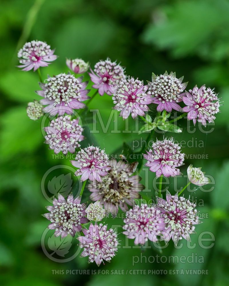 Astrantia Abbey Road (Masterwort) 2