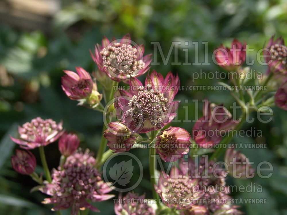 Astrantia Abbey Road (Masterwort) 3