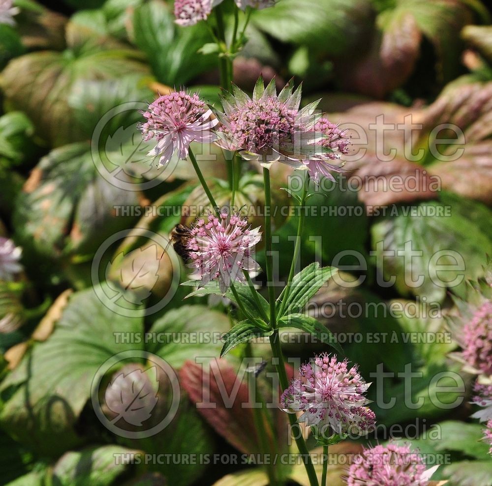 Astrantia Buckland (Masterwort) 1