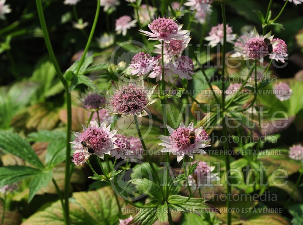 Astrantia Buckland (Masterwort) 3