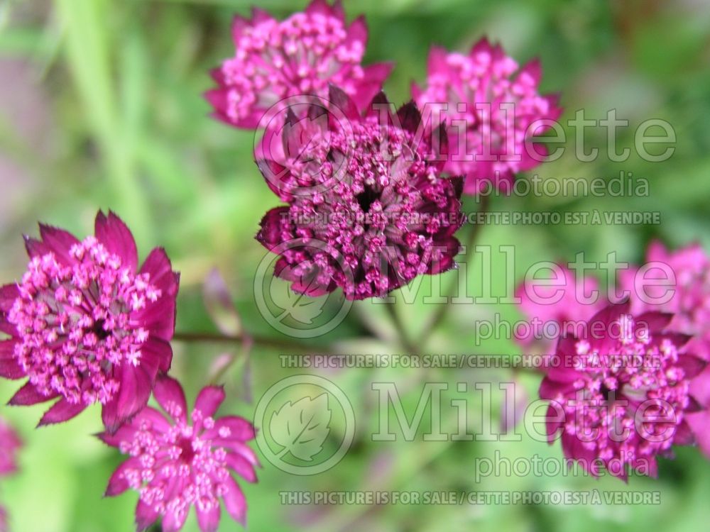 Astrantia Claret (Masterwort) 1