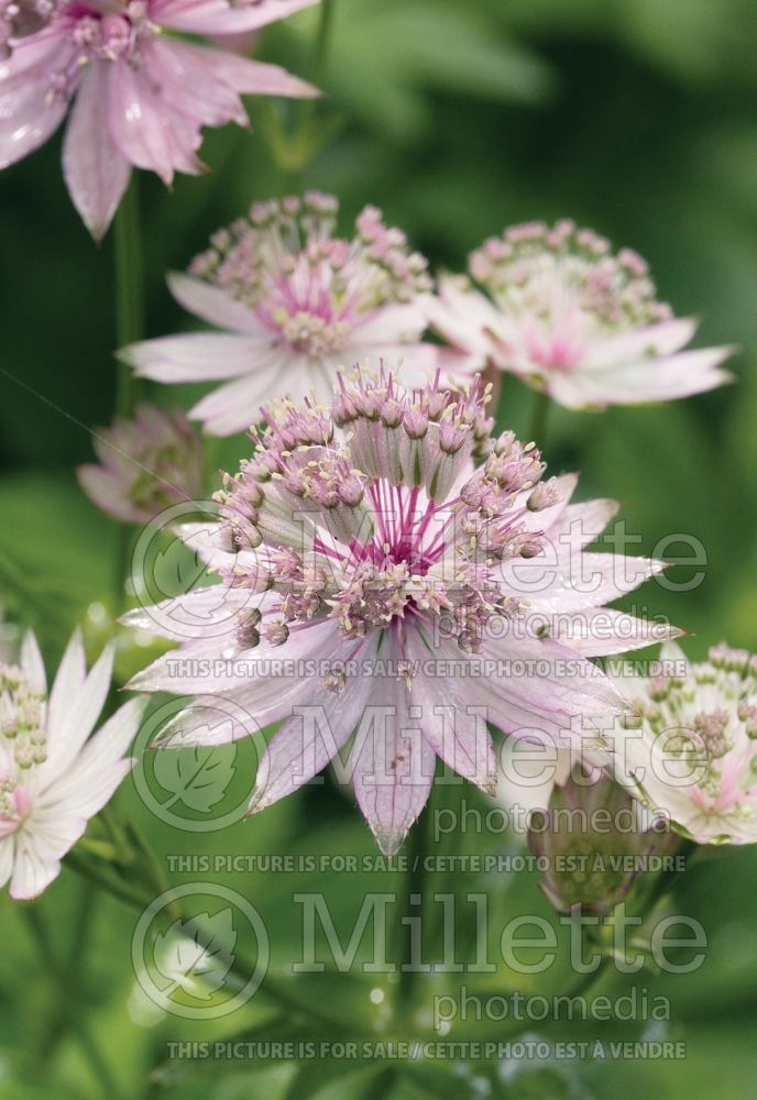 Astrantia Roma (Masterwort) 2 