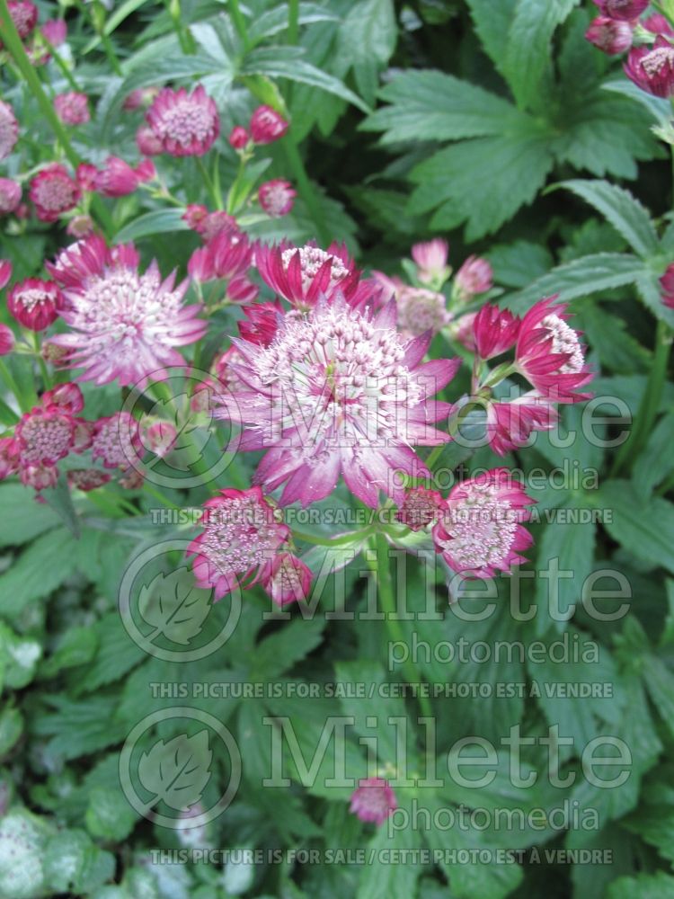 Astrantia Rubra (Masterwort) 1