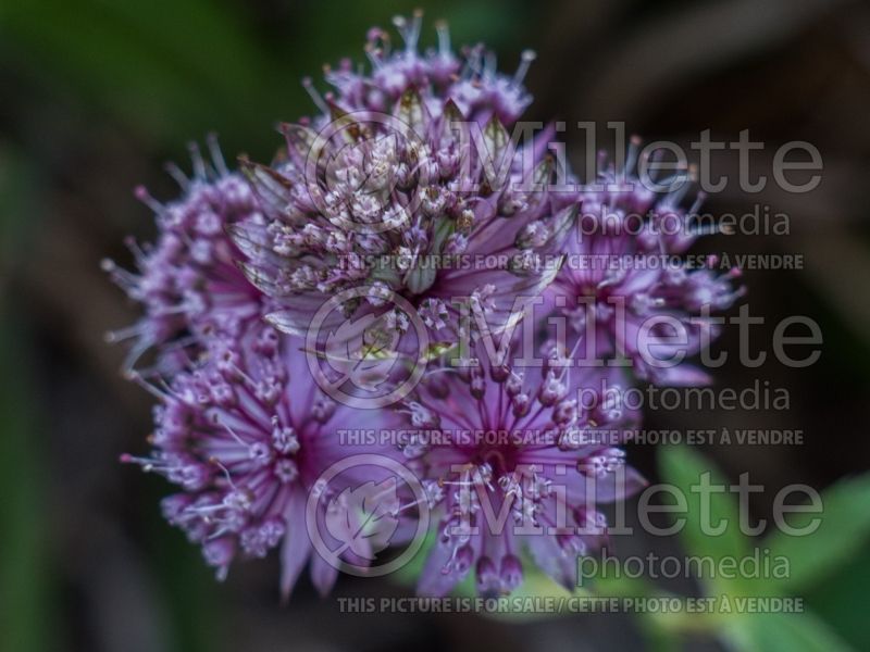 Astrantia Ruby Cloud (Masterwort) 3