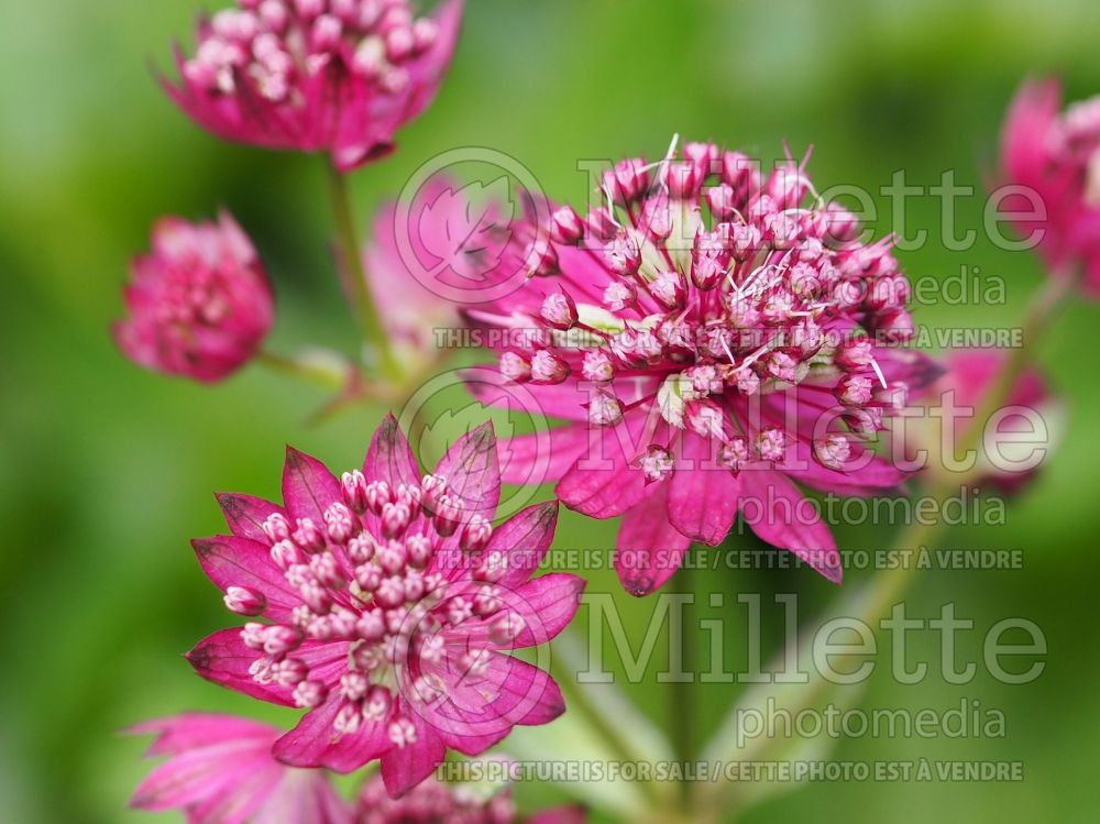 Astrantia Ruby Cloud (Masterwort) 2