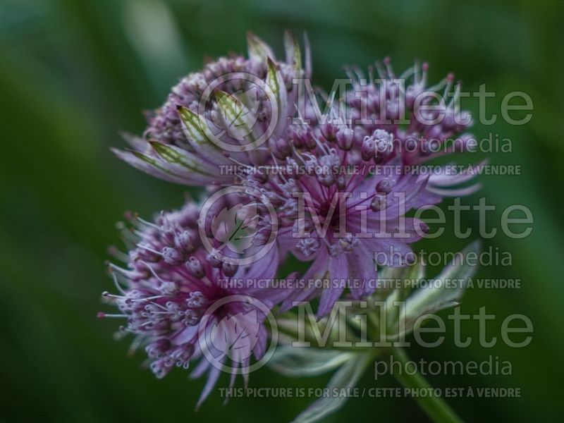 Astrantia Ruby Cloud (Masterwort) 4