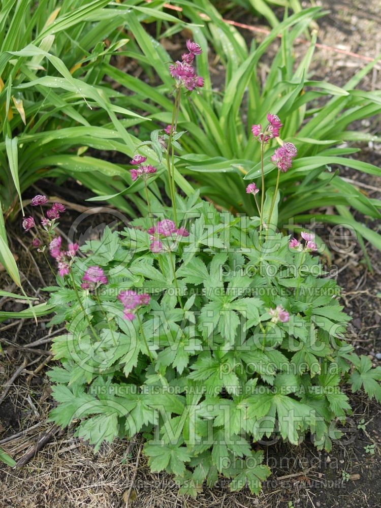 Astrantia Ruby Cloud (Masterwort) 1