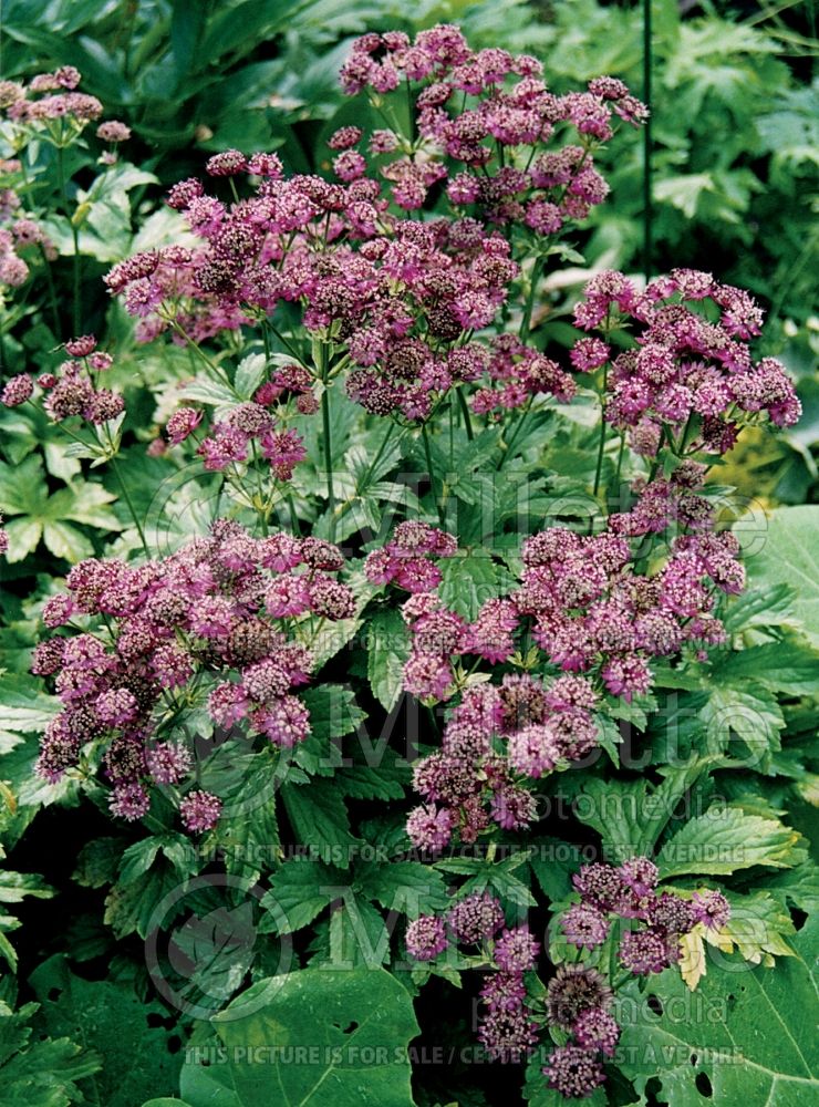 Astrantia Ruby Wedding (Masterwort)  1