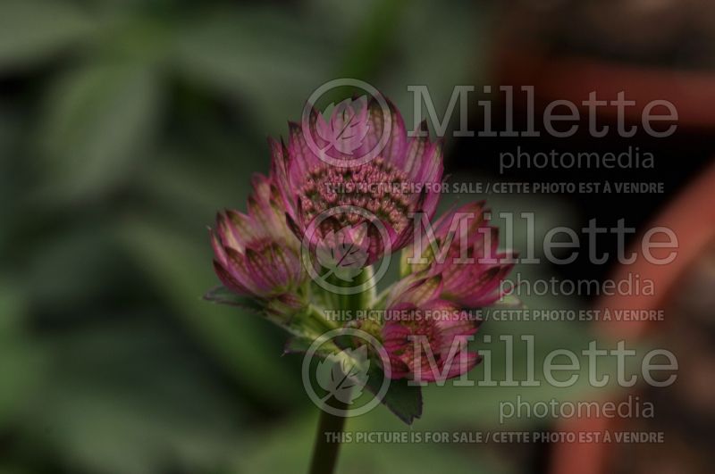 Astrantia Star of Beauty (Masterwort) 6