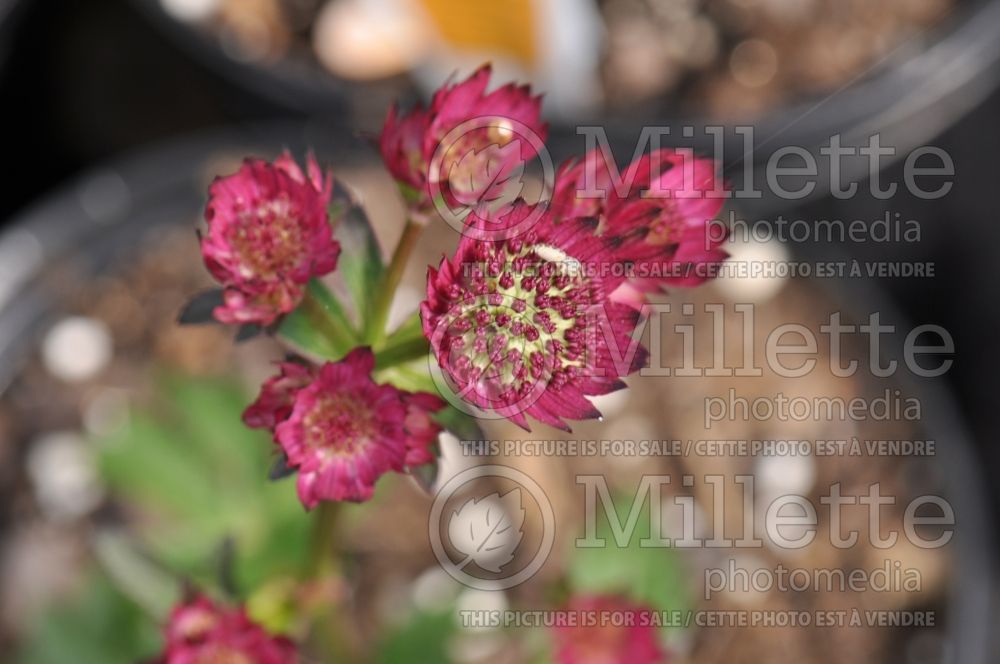 Astrantia Star of Beauty (Masterwort) 2