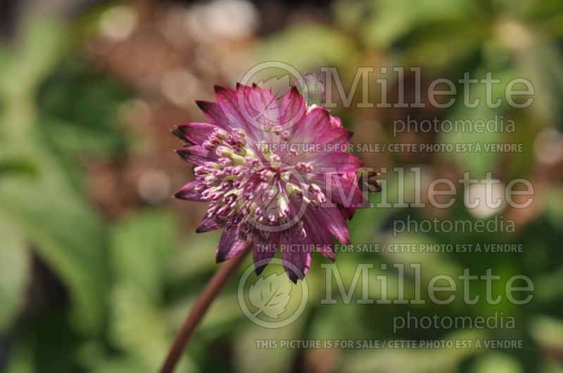 Astrantia Star of Beauty (Masterwort) 5