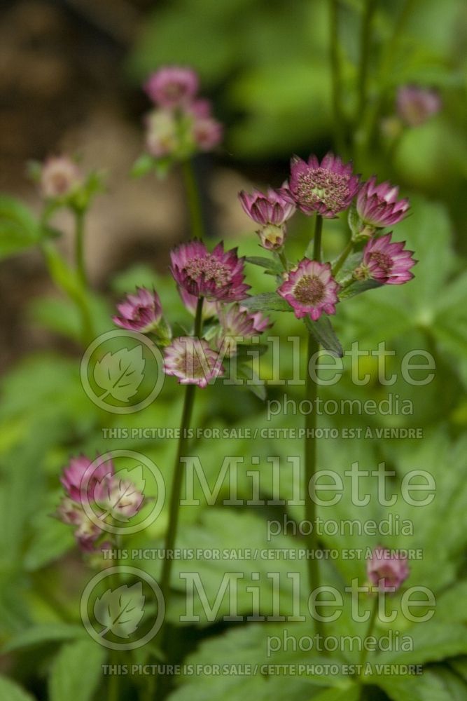 Astrantia Star of Beauty (Masterwort) 4